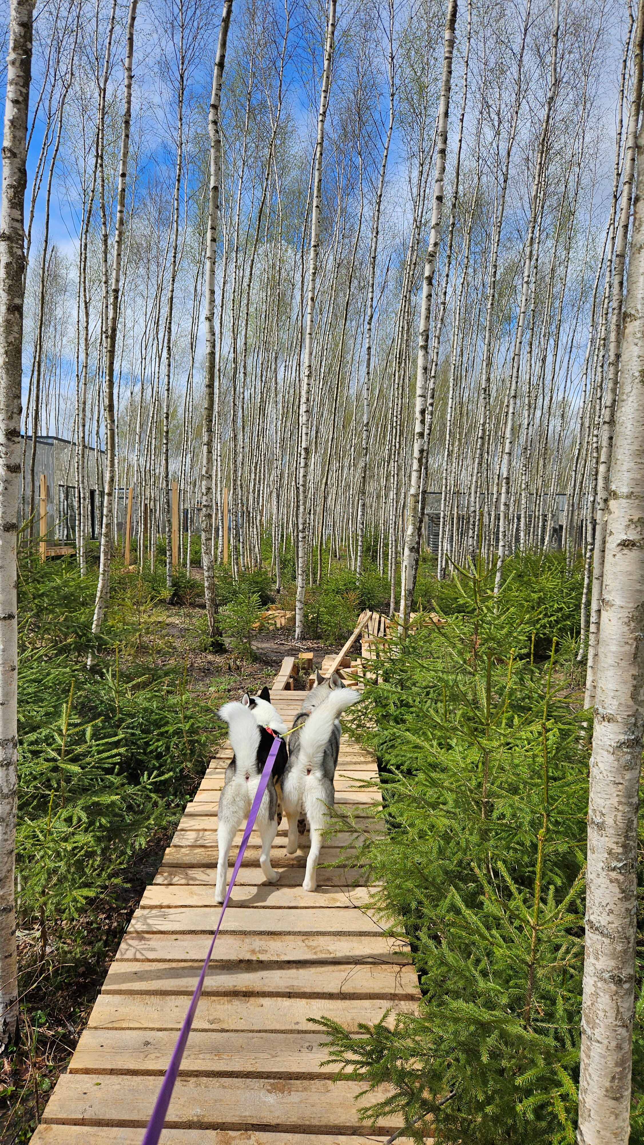 Фото Мы Дома- Зеркальный лес