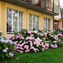 Фото Понарт