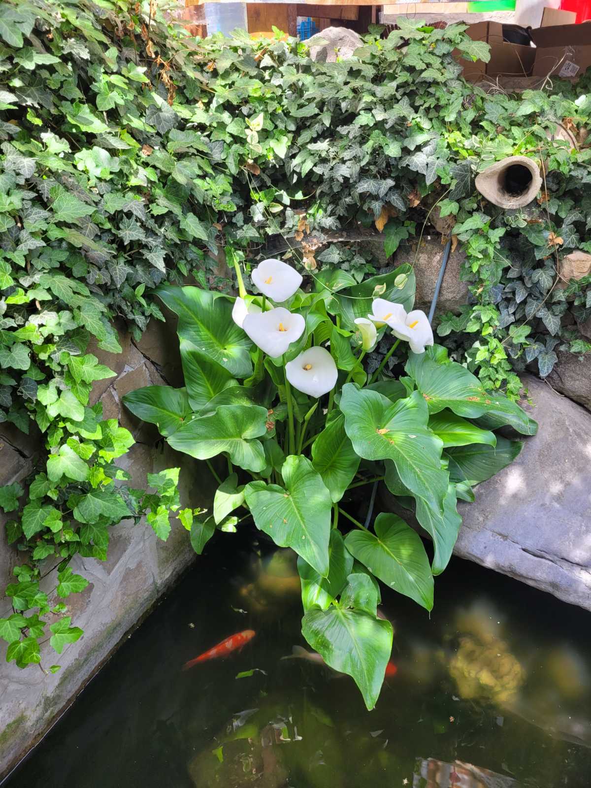 Фото Лазурный залив