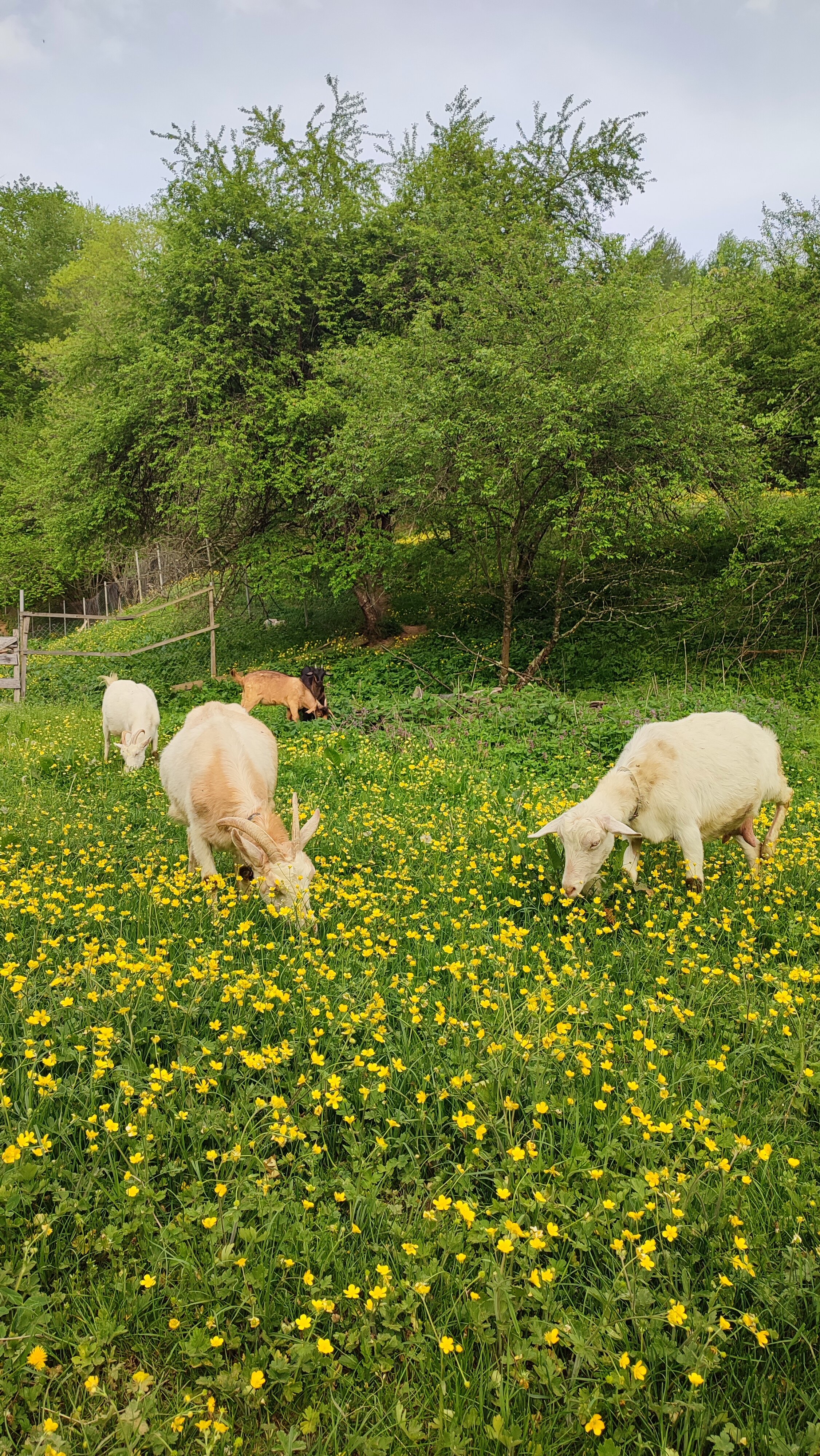 Фото Мезмай