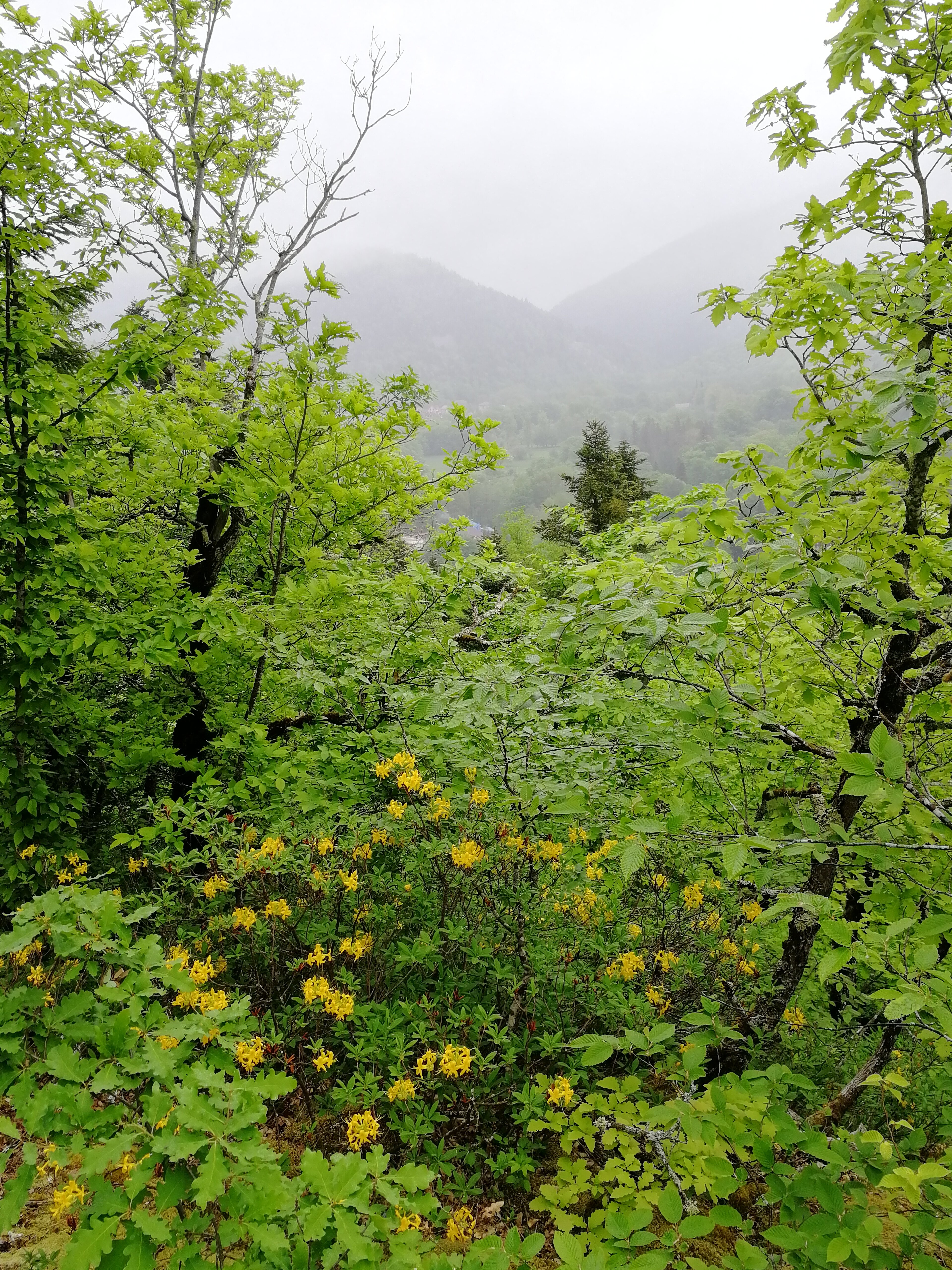 Фото Усадьба Трикиди