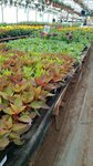 Садко (Udmurtian Republic, Zavyalovskiy rayon, Pervomayskiy Village), garden center