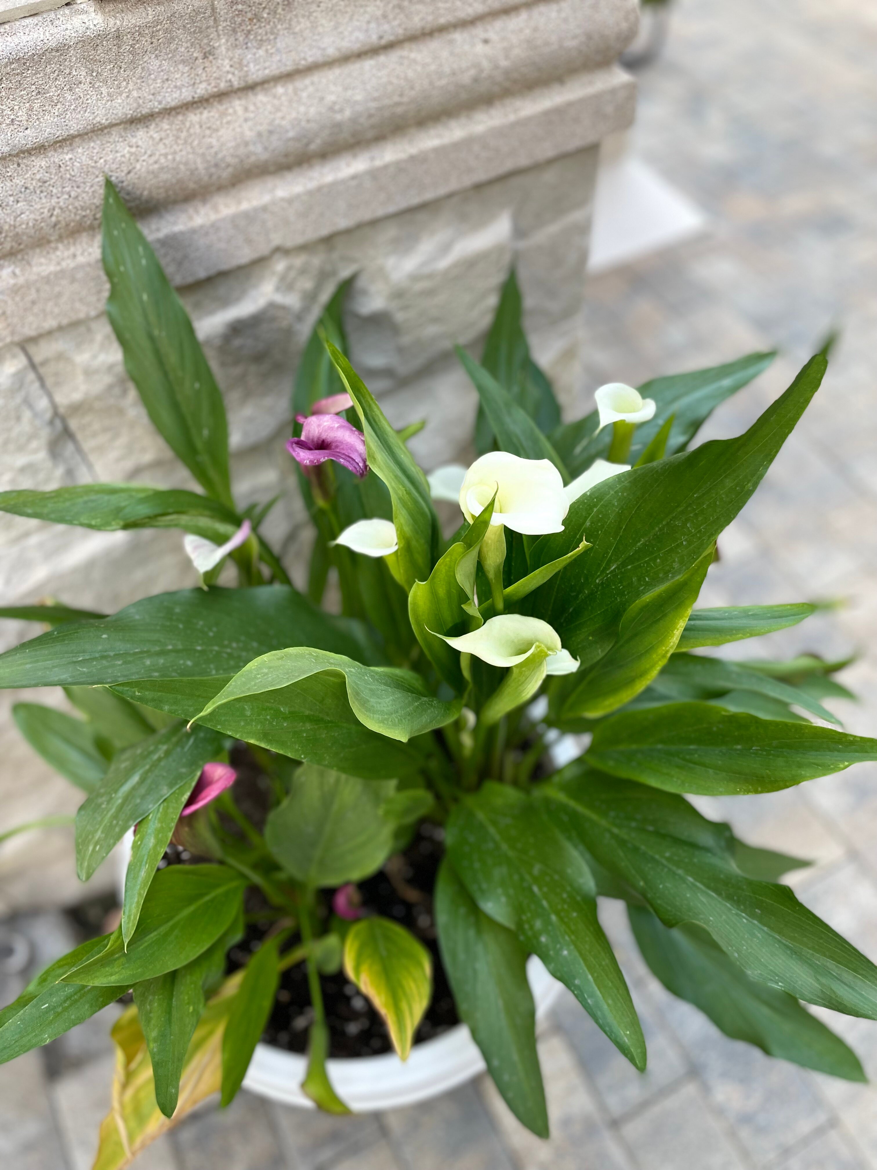 Фото Бастион