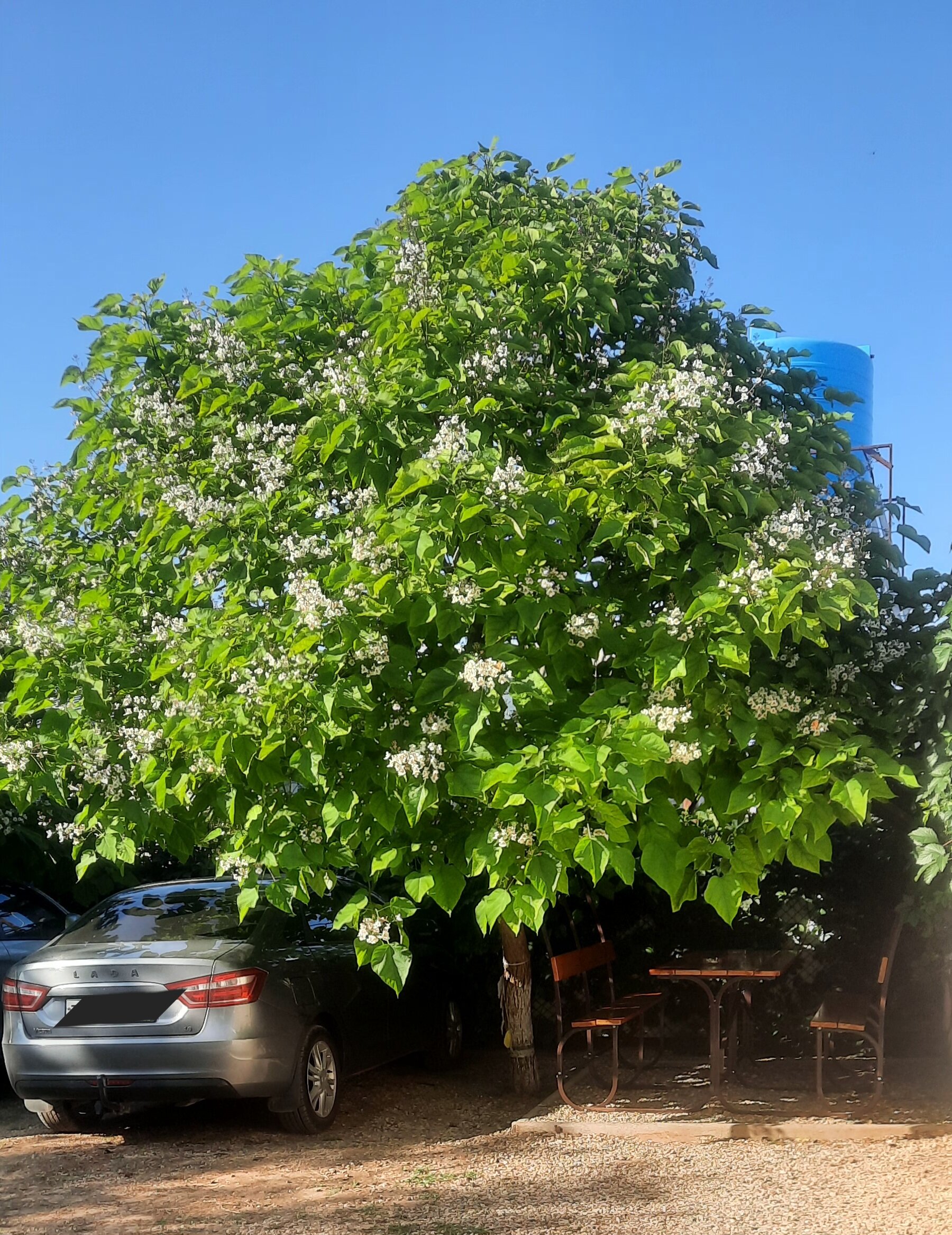 Фото Зеленая 25