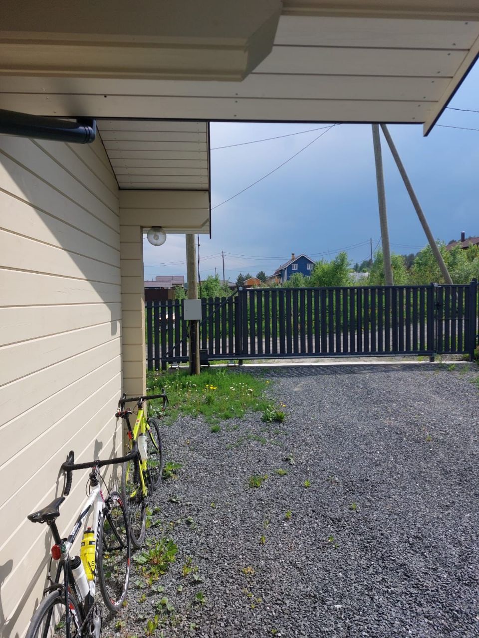 Фото Таволга