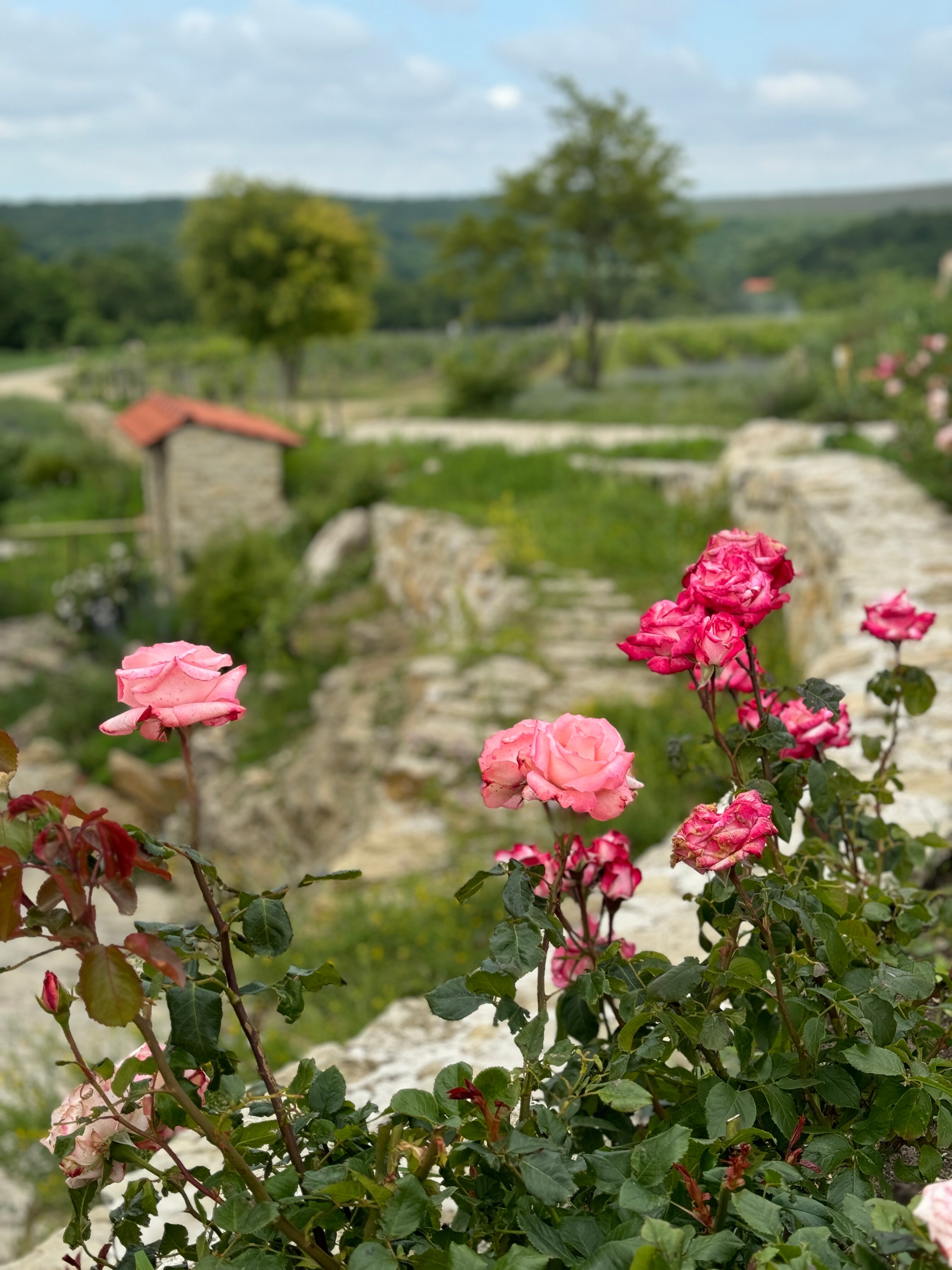 Фото Шато Андре