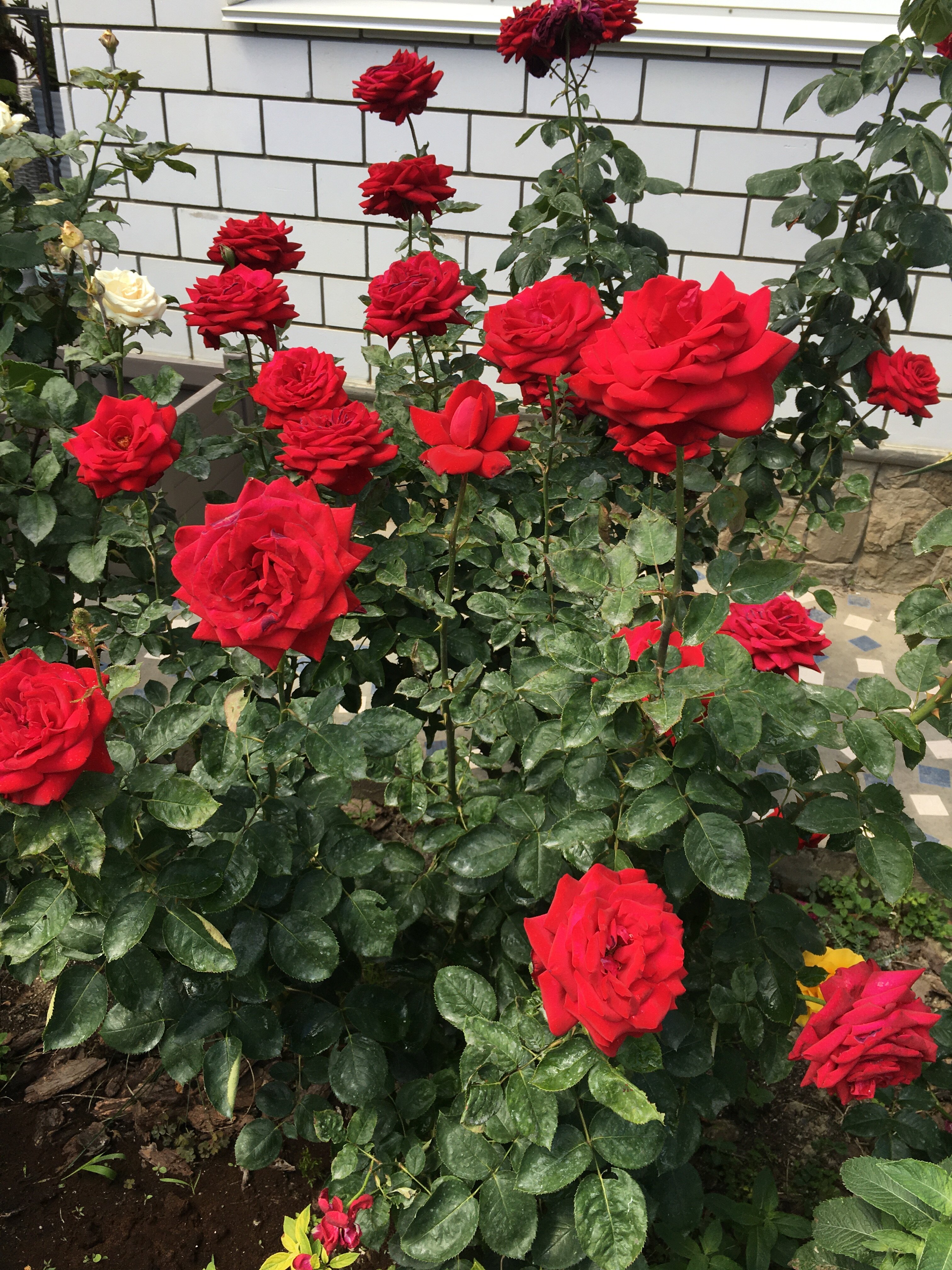 Фото Азария