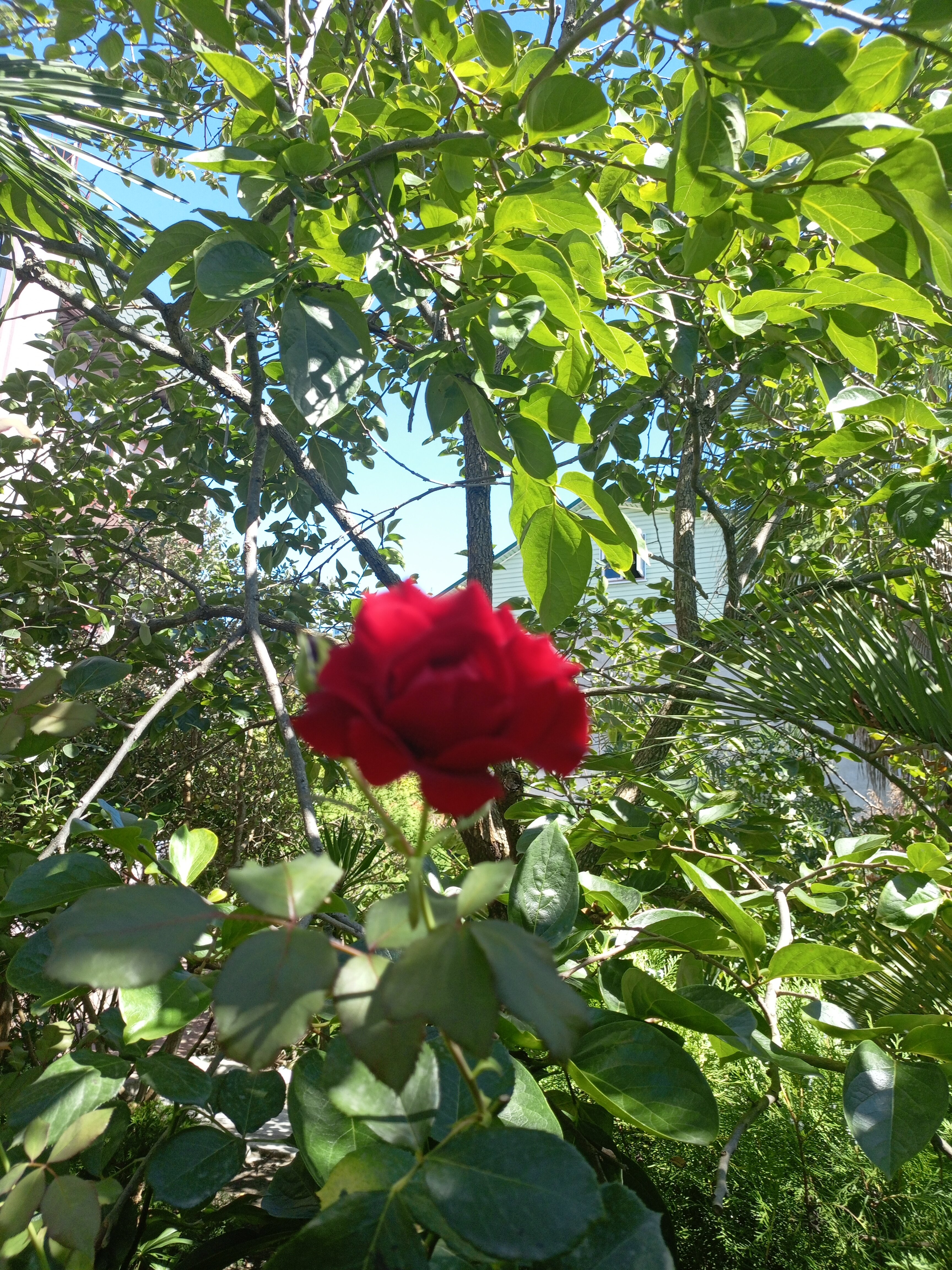 Фото НикОль