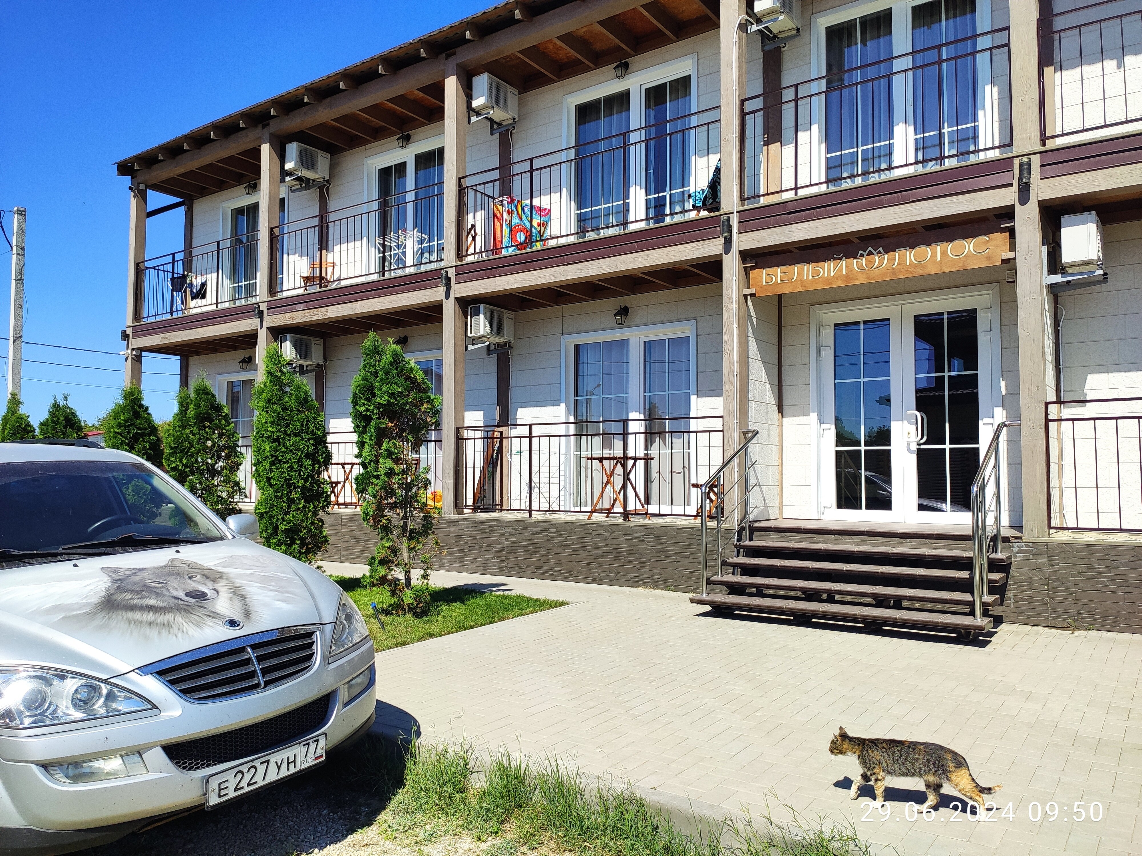 Фото Белый Лотос