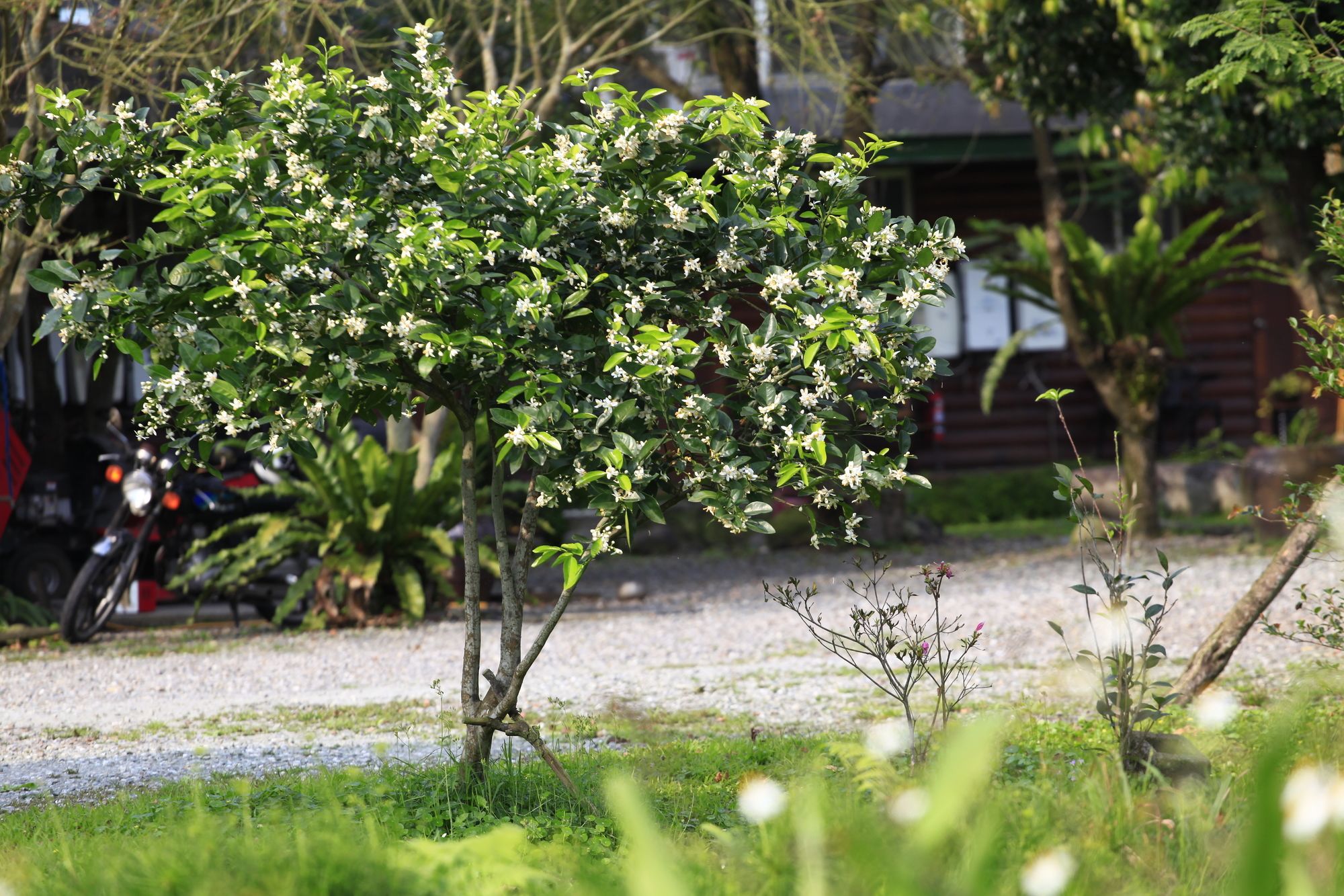 Фото Green Forest Villa