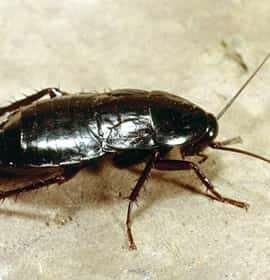 Disinfection, disinsection, deratization Diamond Pest Control, Istanbul, photo