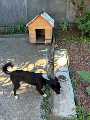 Hayvan barınakları, kulüpleri ve otelleri Luchshy drug, Stavropol, foto