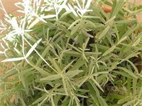 Фото Maison Re di Roma