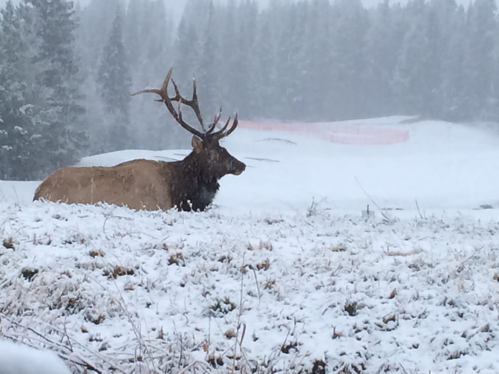 Фото Chateau Elise