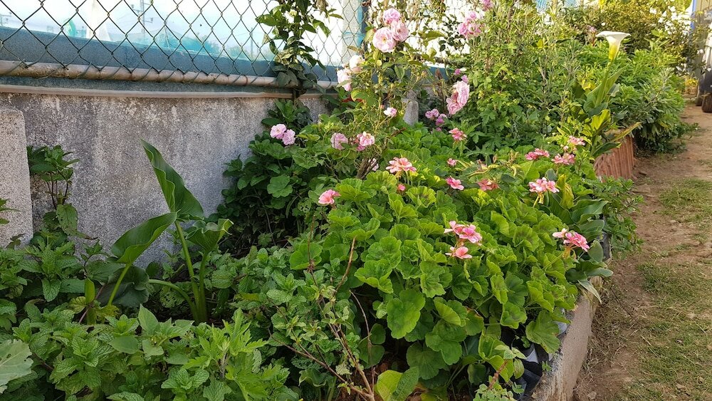 Фото Chandrasobana