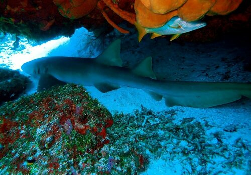 Гостиница Agave Azul - Grand Cozumel, Hotel and Diving в Косумели
