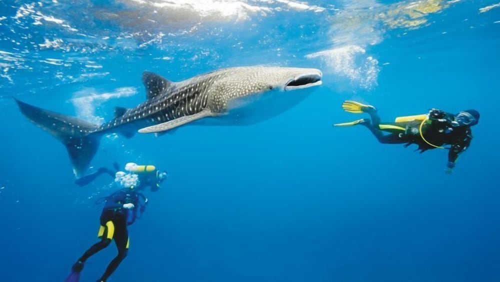 Фото South Ari Inn