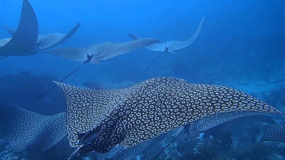 Фото South Ari Inn