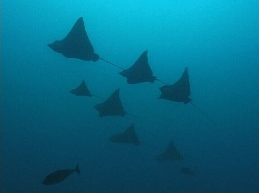 Фото South Ari Inn