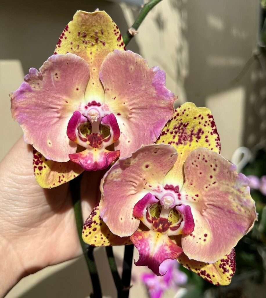 Евгения Бочарова