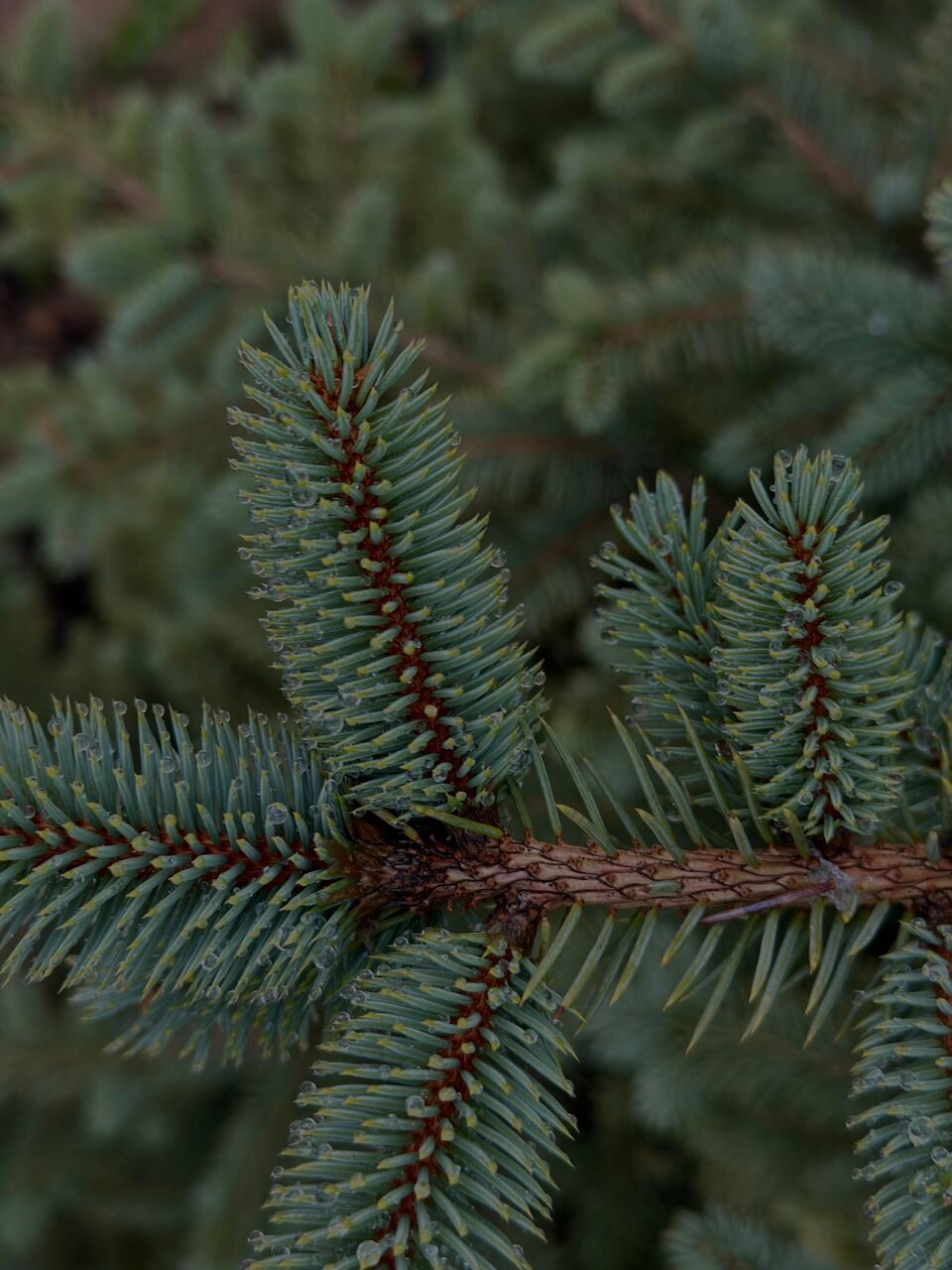 Фото Сканди Лайф