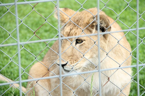 Зоопарк Епифаново подворье