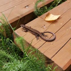 Фото Валдайский теннисный клуб