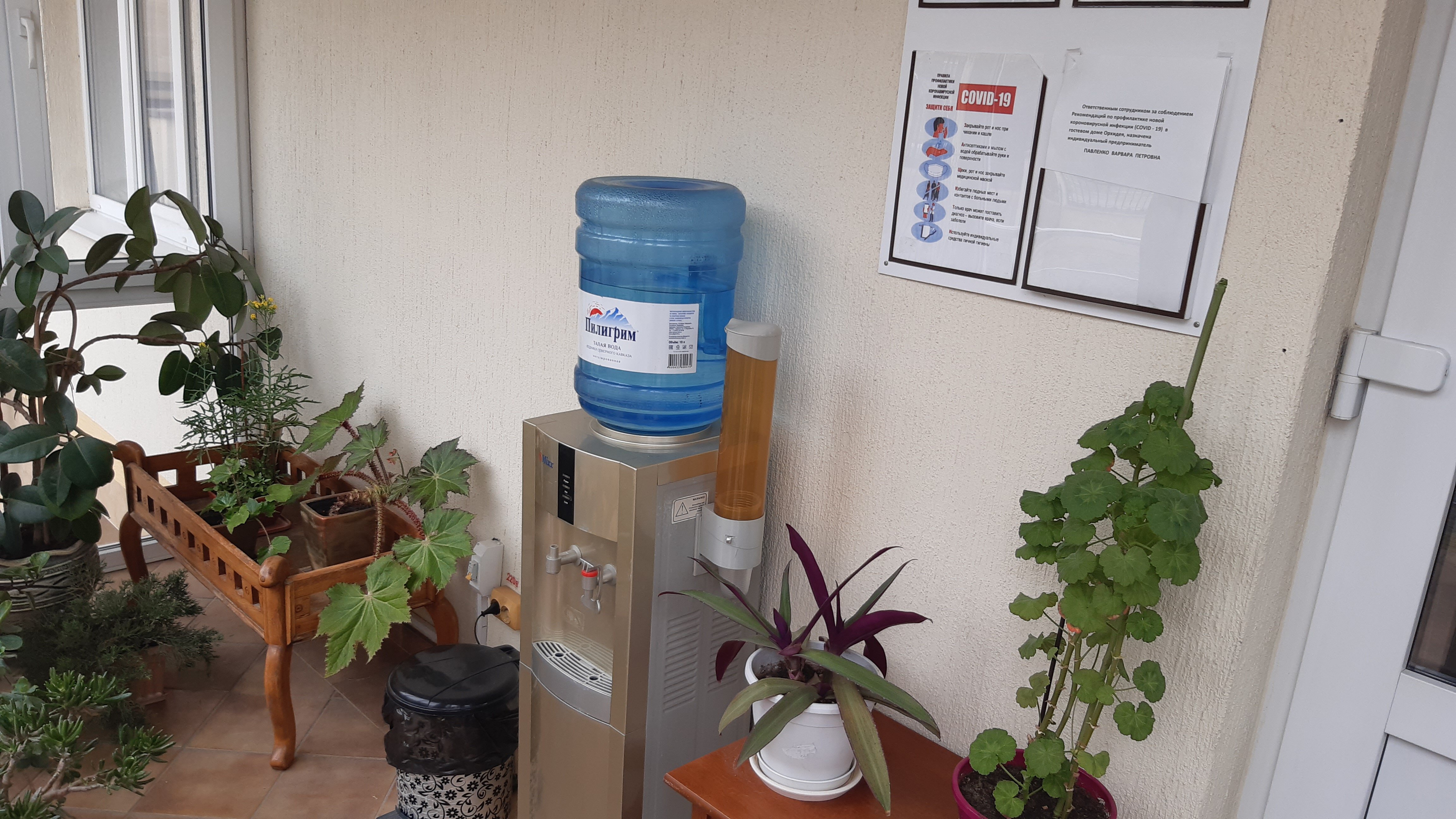 Фото Орхидея