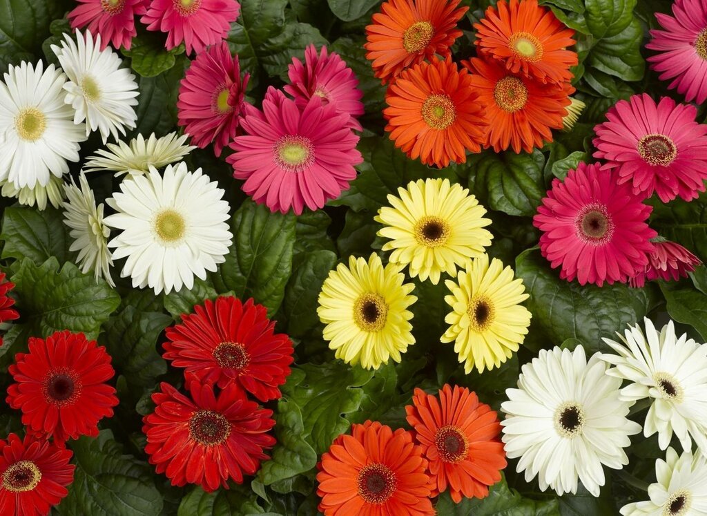 Как выглядит цветок гербера показать фото Orkhideya, flower shop, Belokurikha, ulitsa Akademika Myasnikova, 18 - Yandex Ma