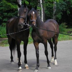 Фото Медведица