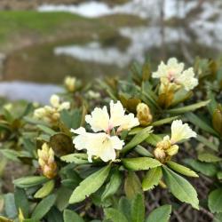 Фото Форест коттедж