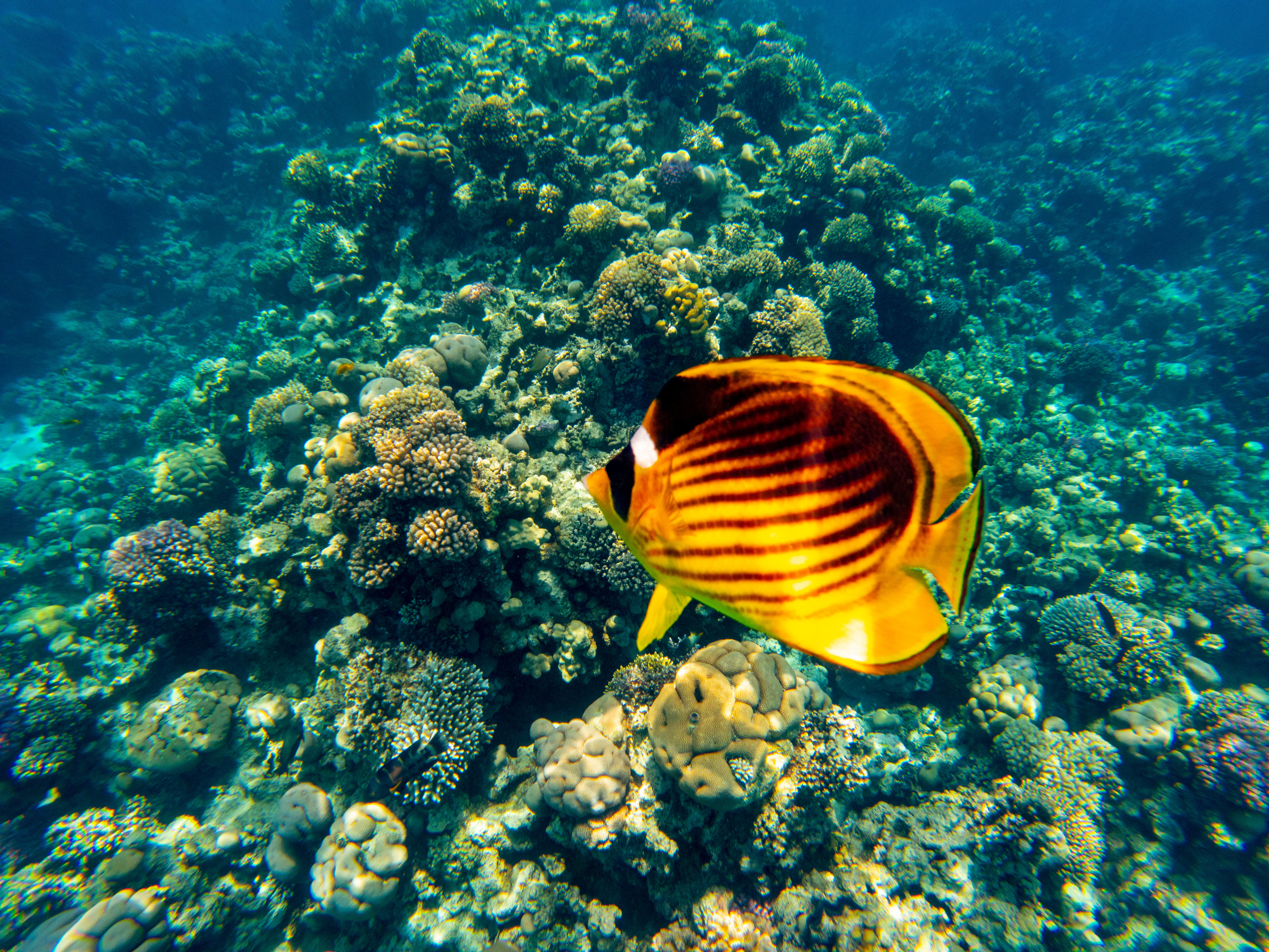 Фото Reef Oasis Beach