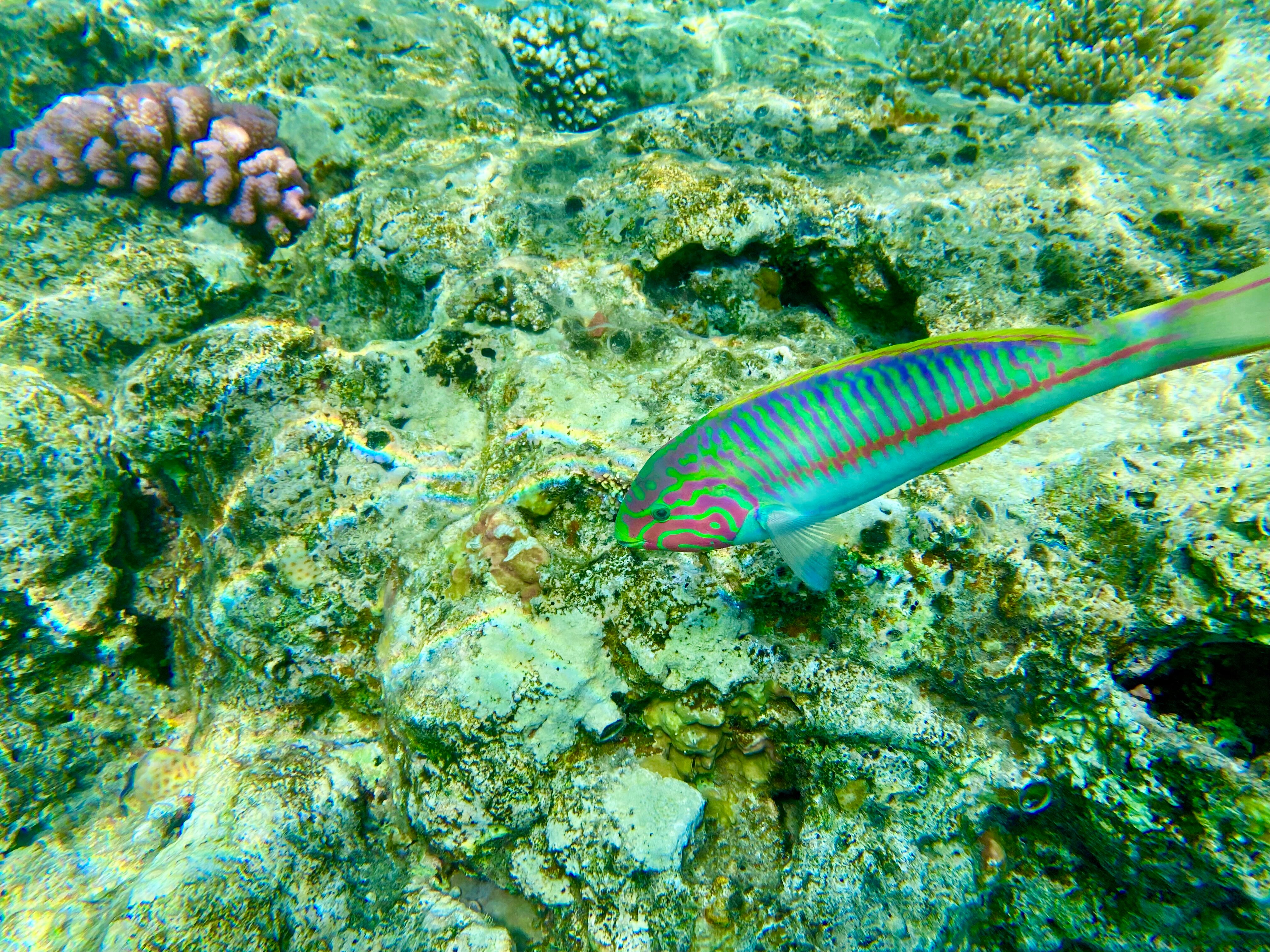 Фото Grand Oasis Resort