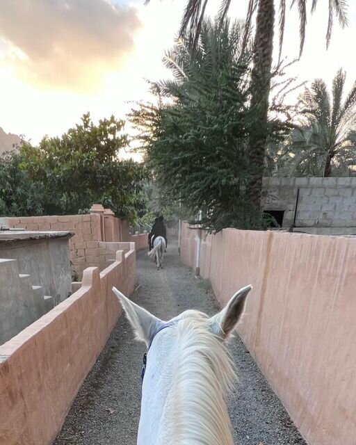 Horse riding حصن حتا للخيول Hatta Horse Fort Rental, Emirate of Dubai, photo