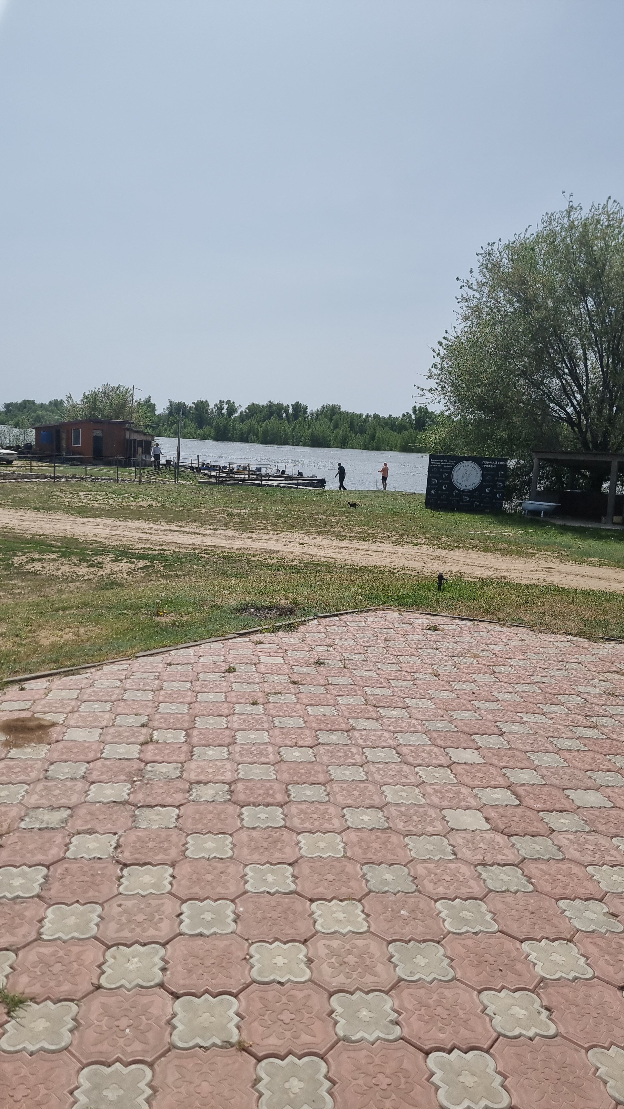 Фото Золотая рыбка