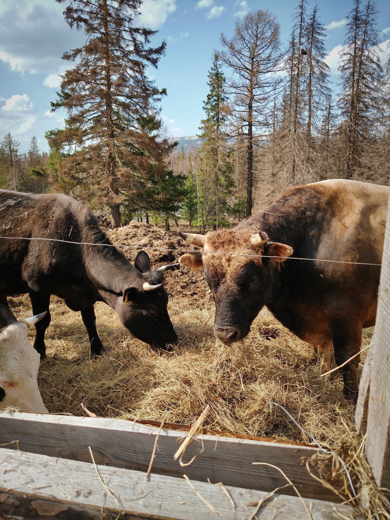 Фото Небесное озеро