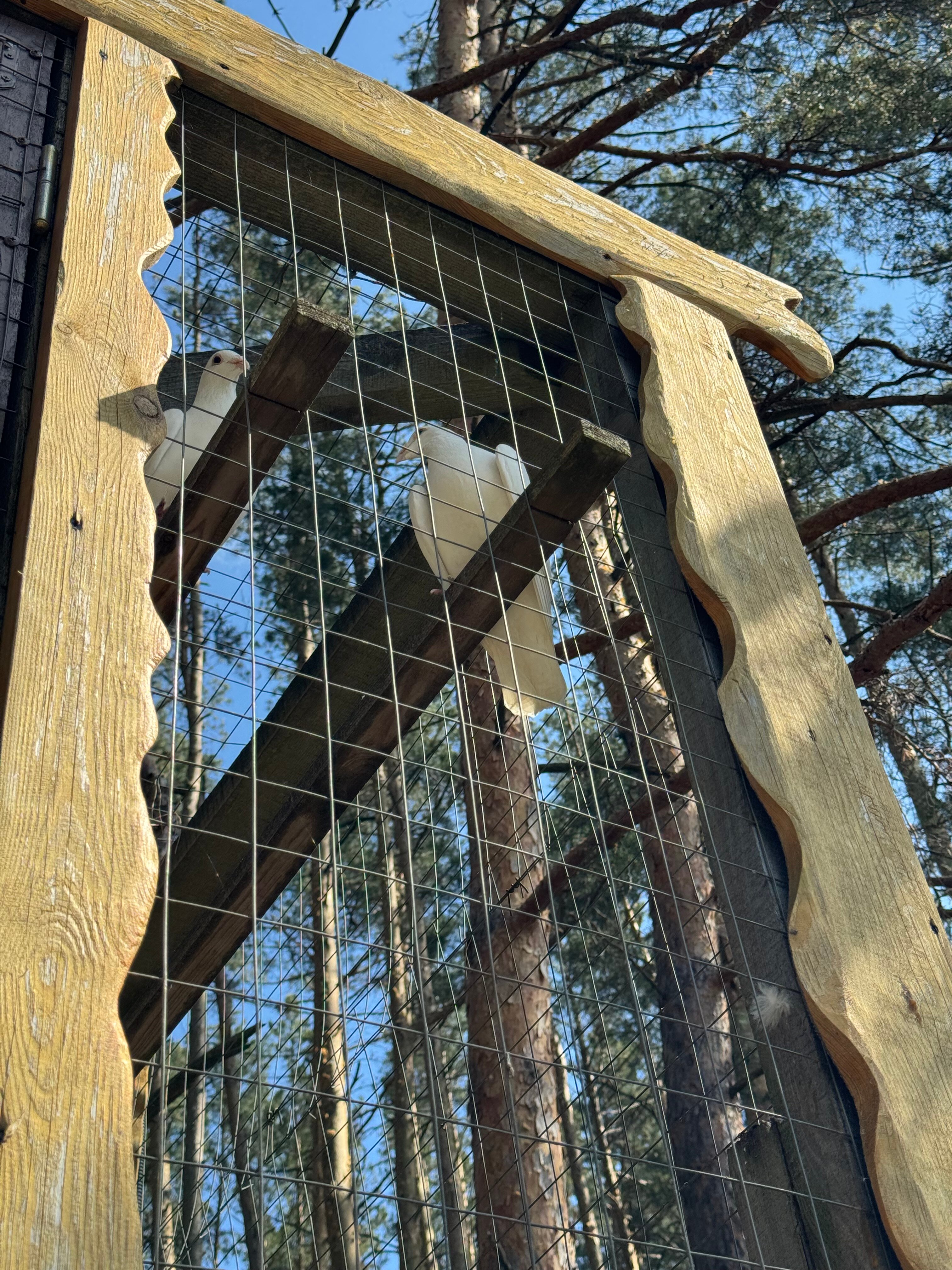 Фото Берёзка