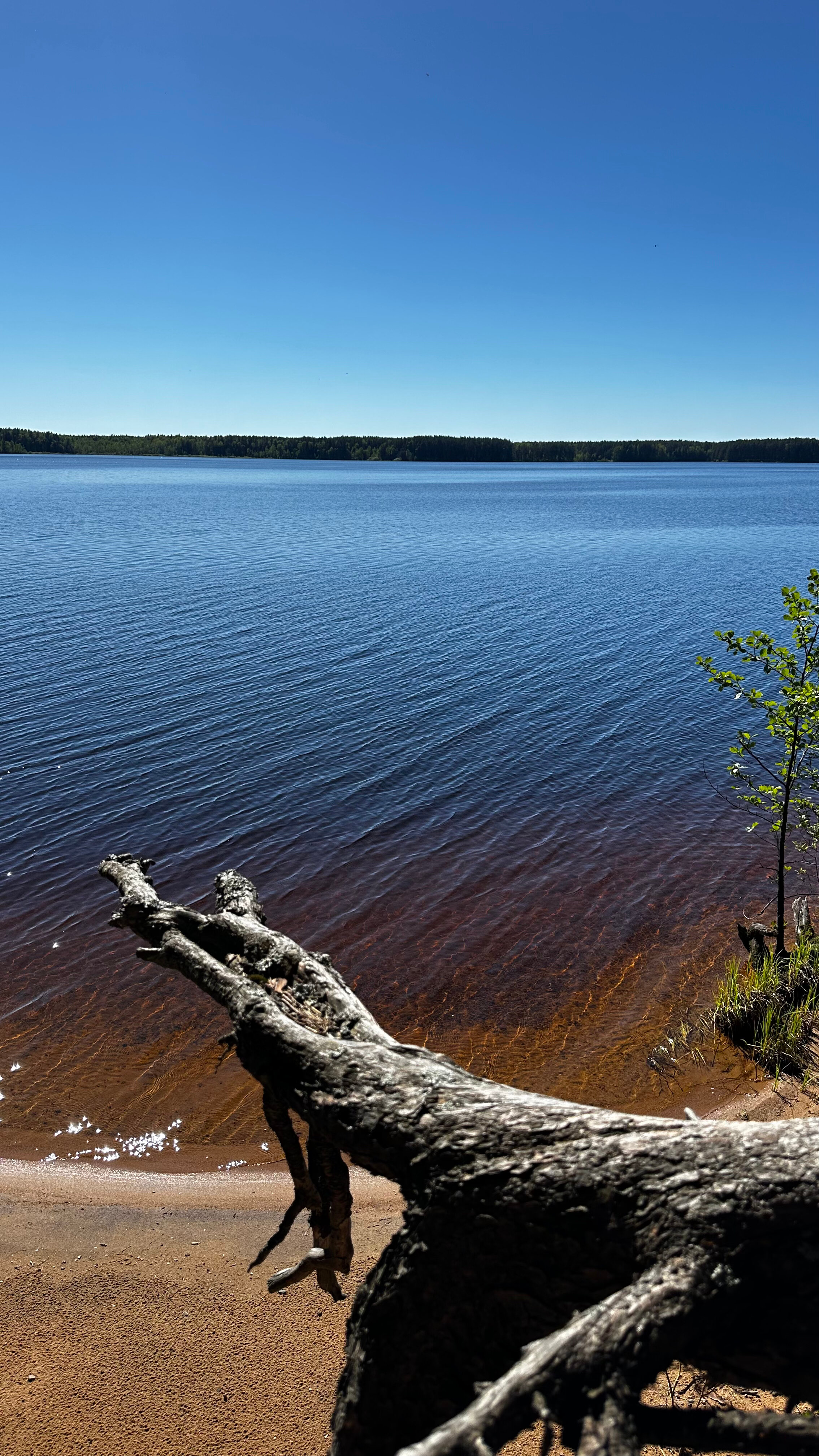 Фото Орлинка