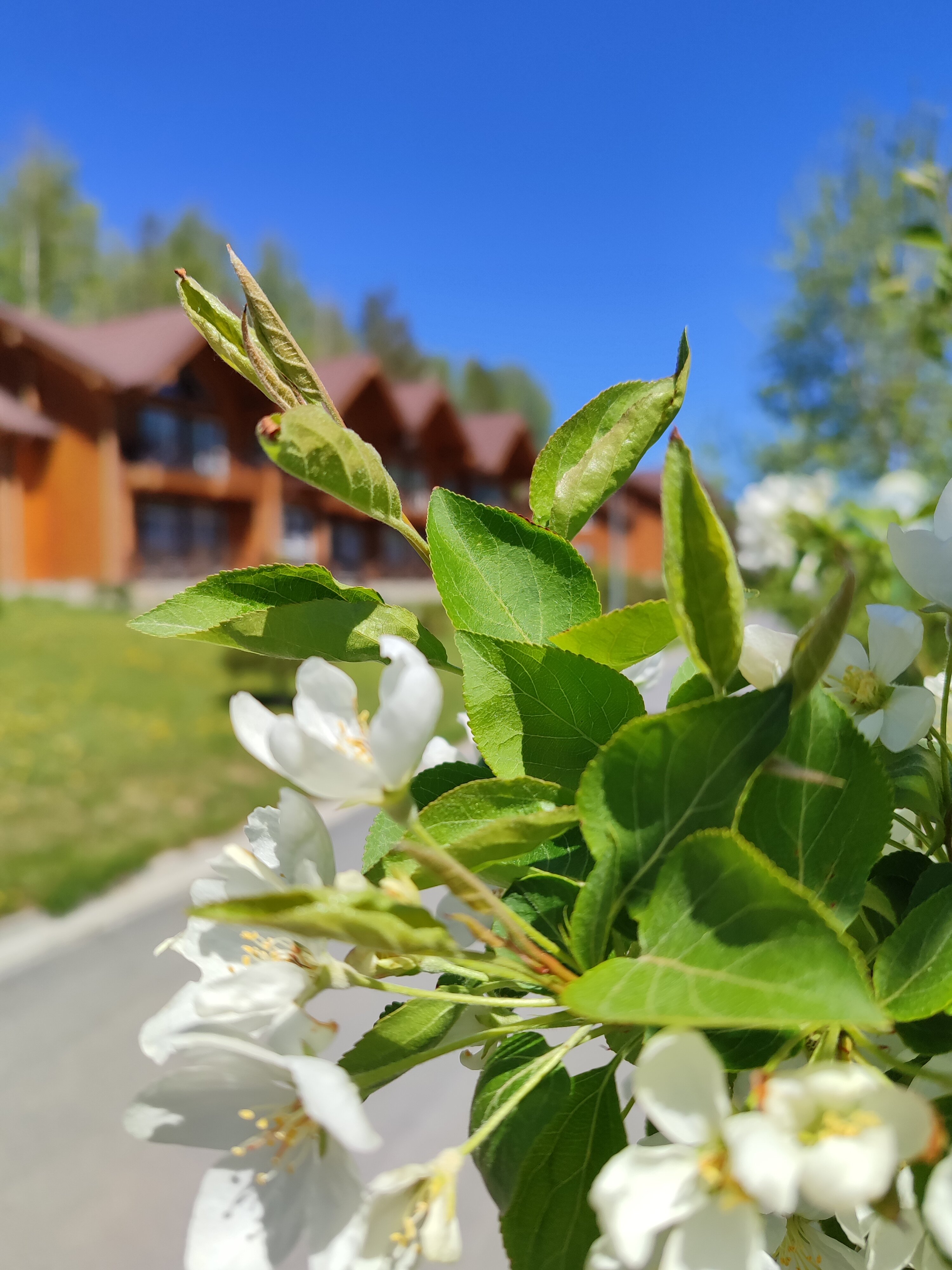 Фото Sunny Valley