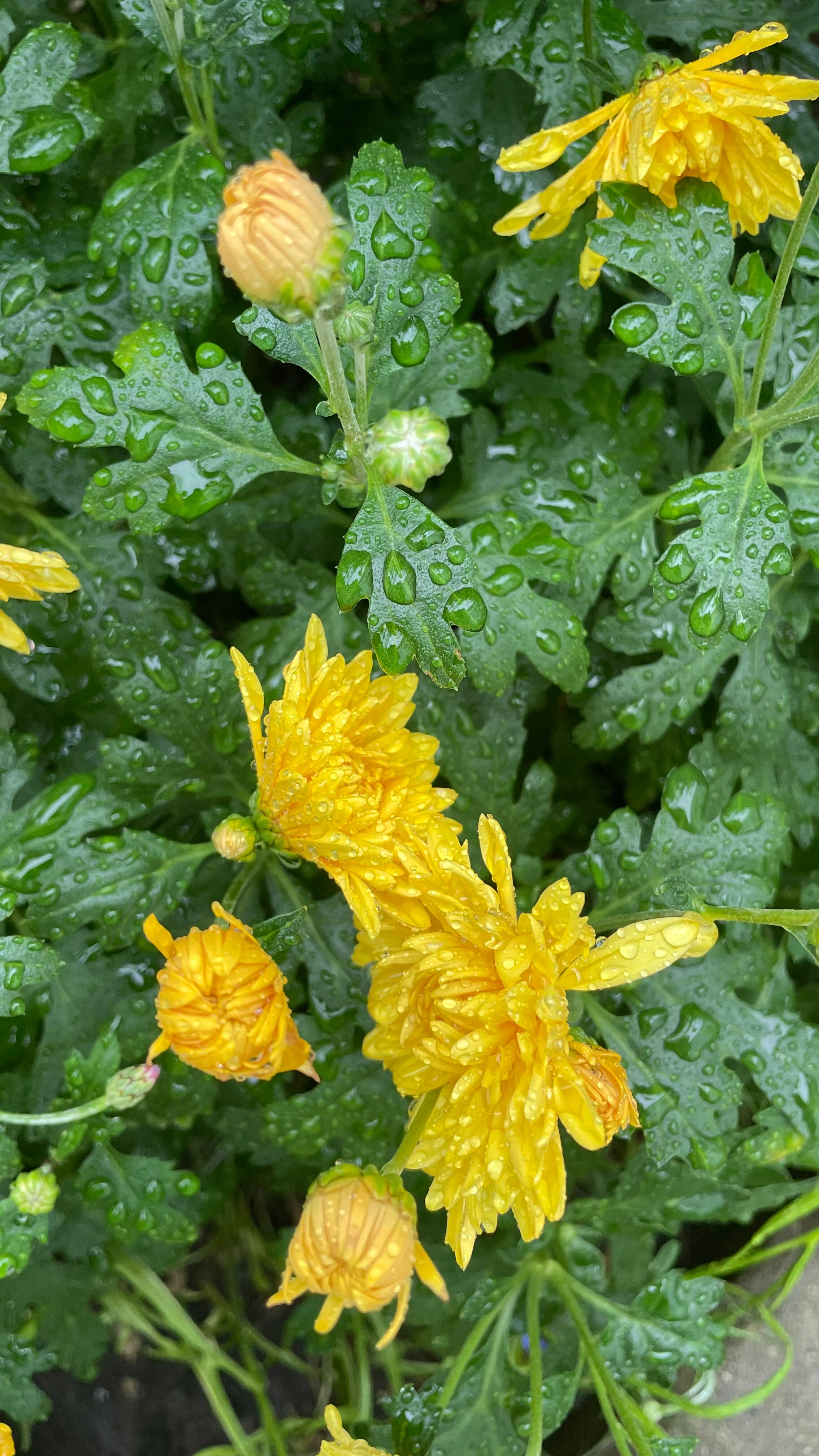 Фото Альтитюд