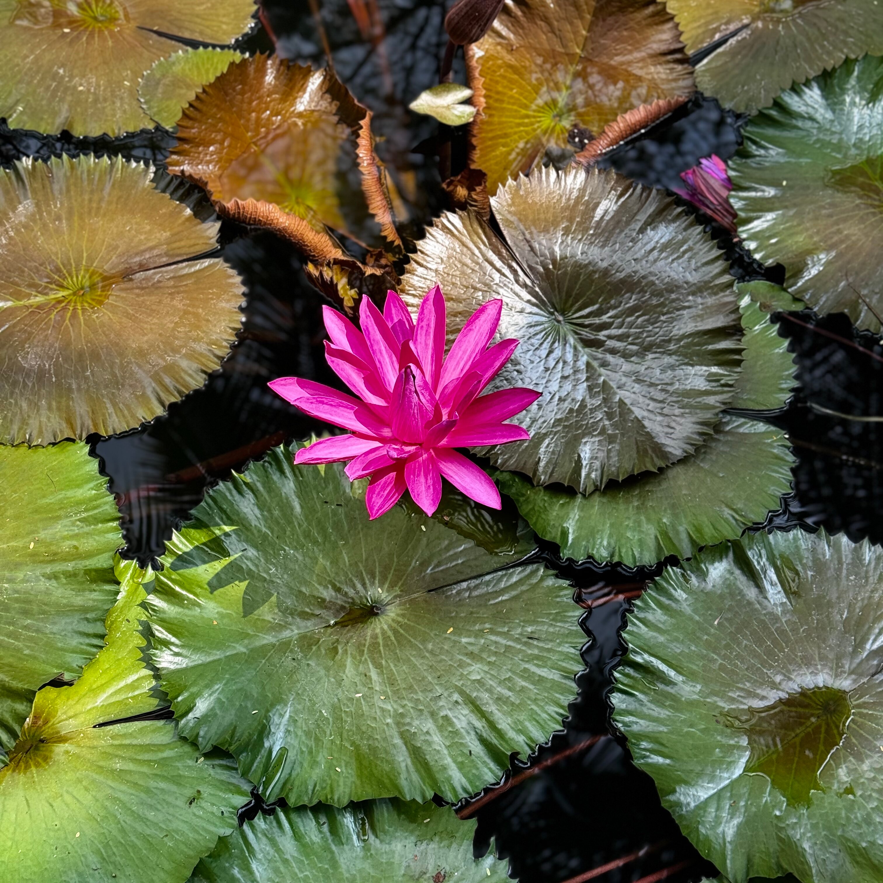 Фото InterContinental Sanya Resort