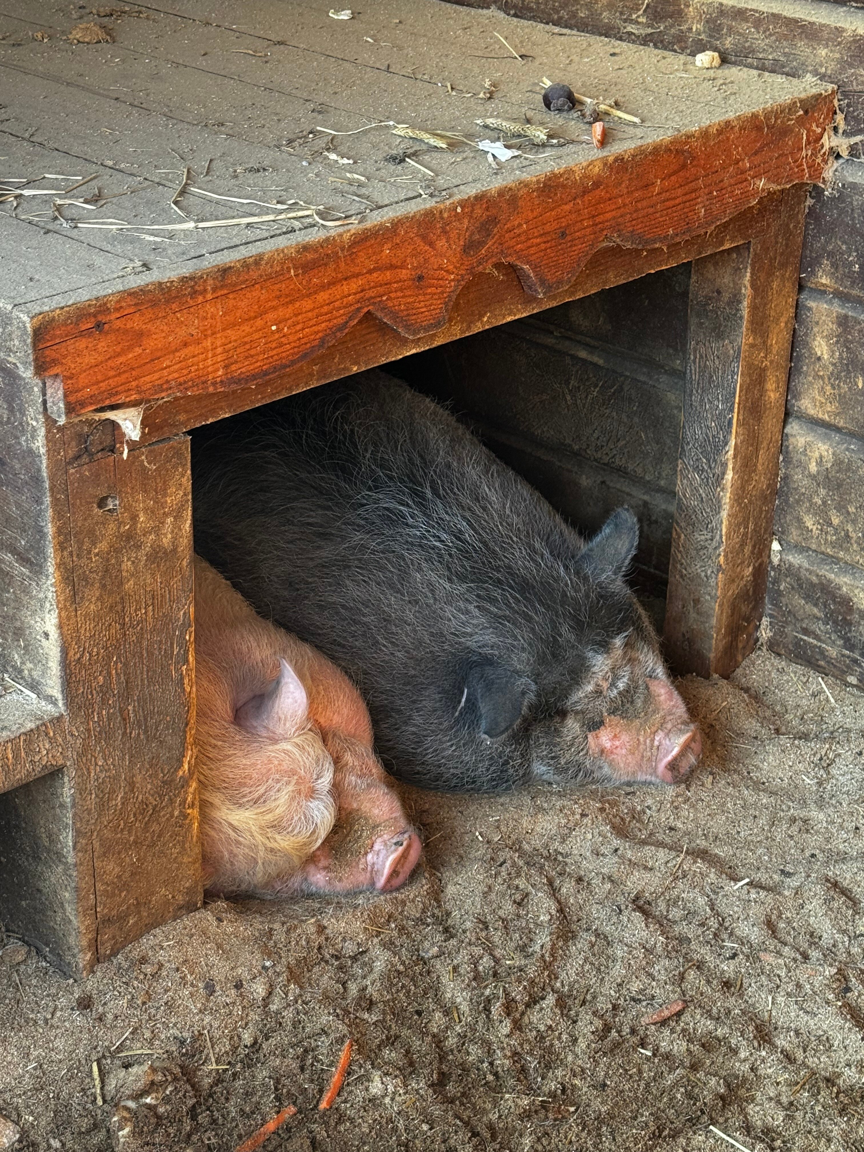 Фото Чисто Отель