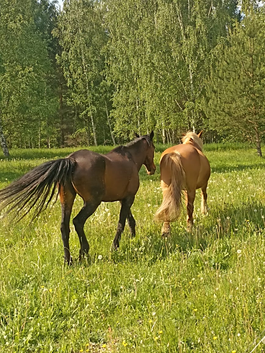 Фото Экопарк Акулово