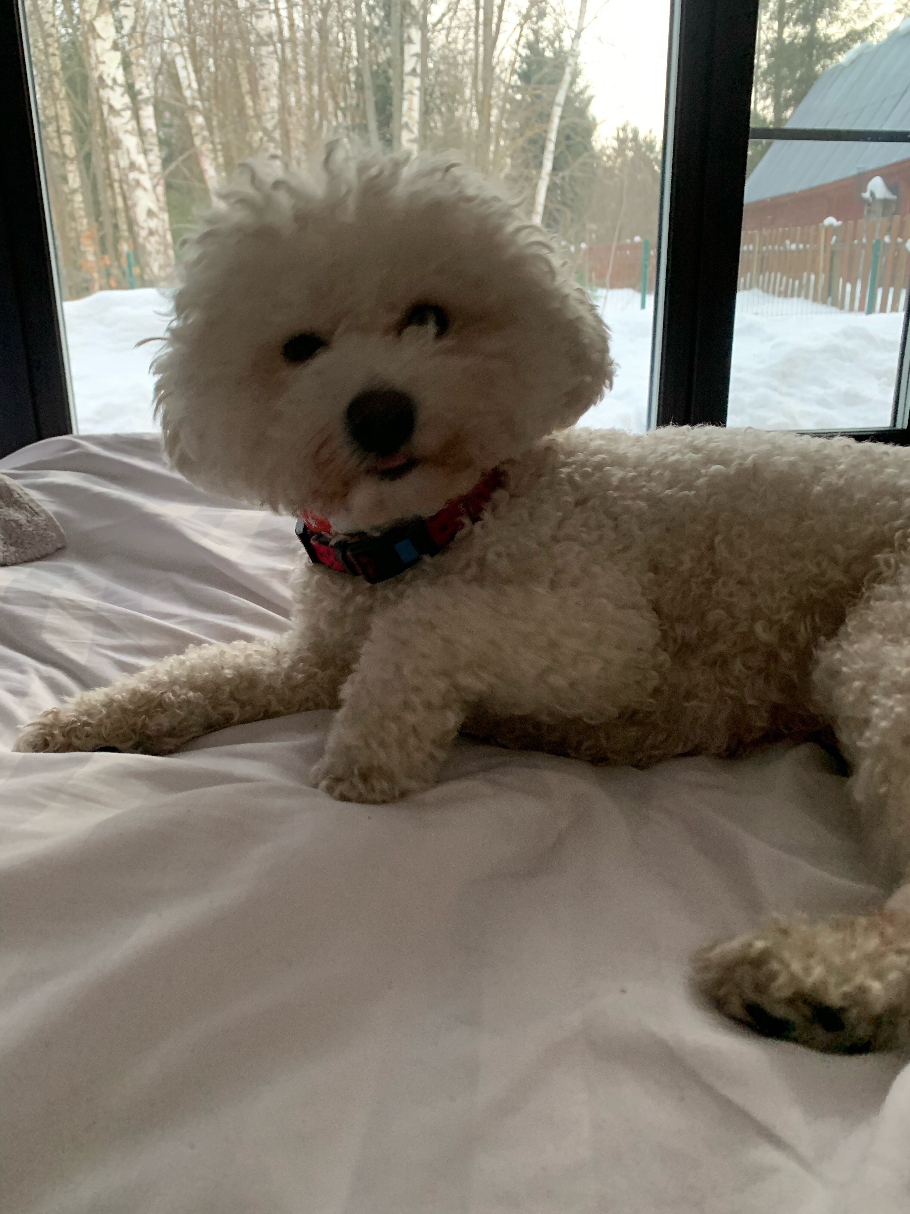 Фото Шале в лесу