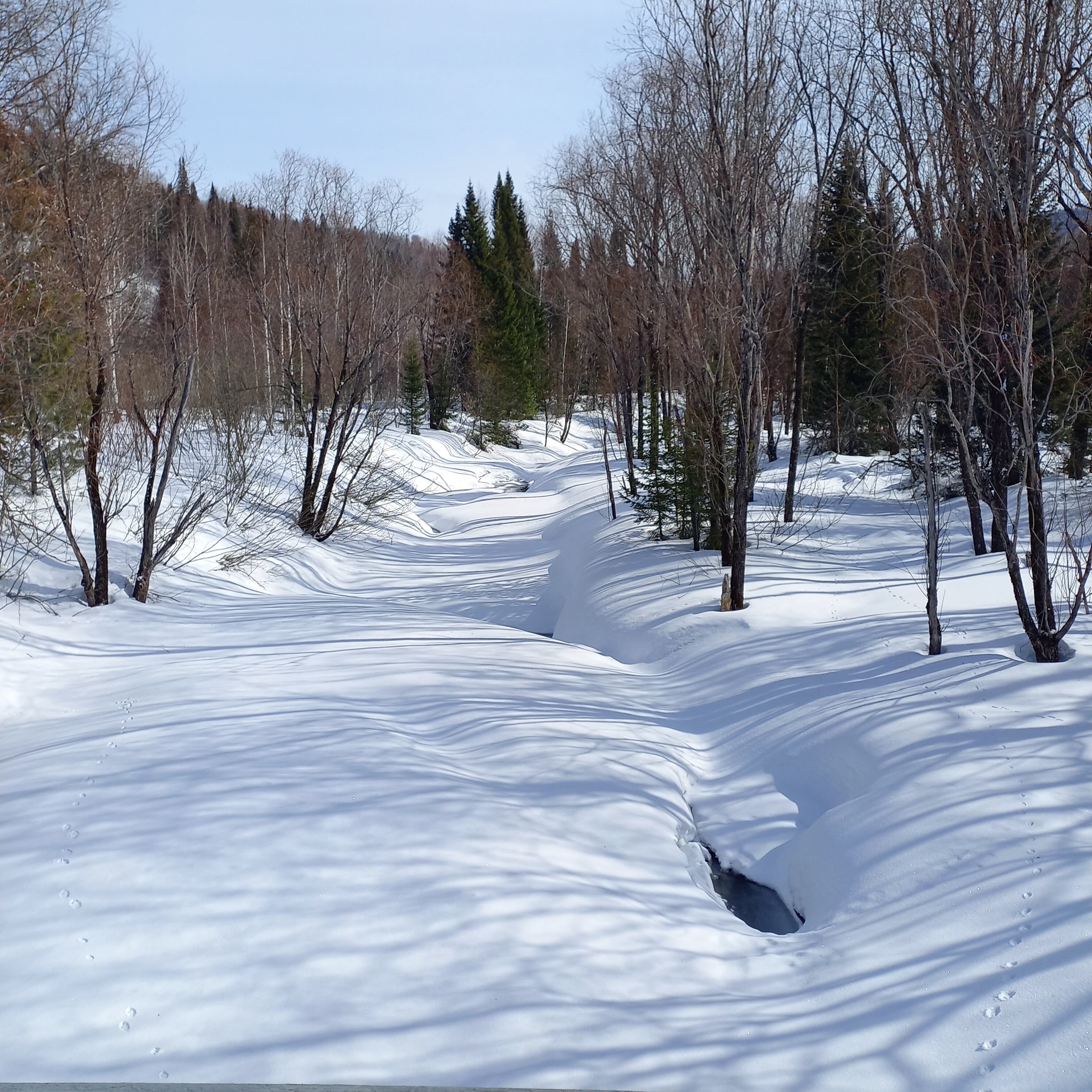 Фото Ромашка