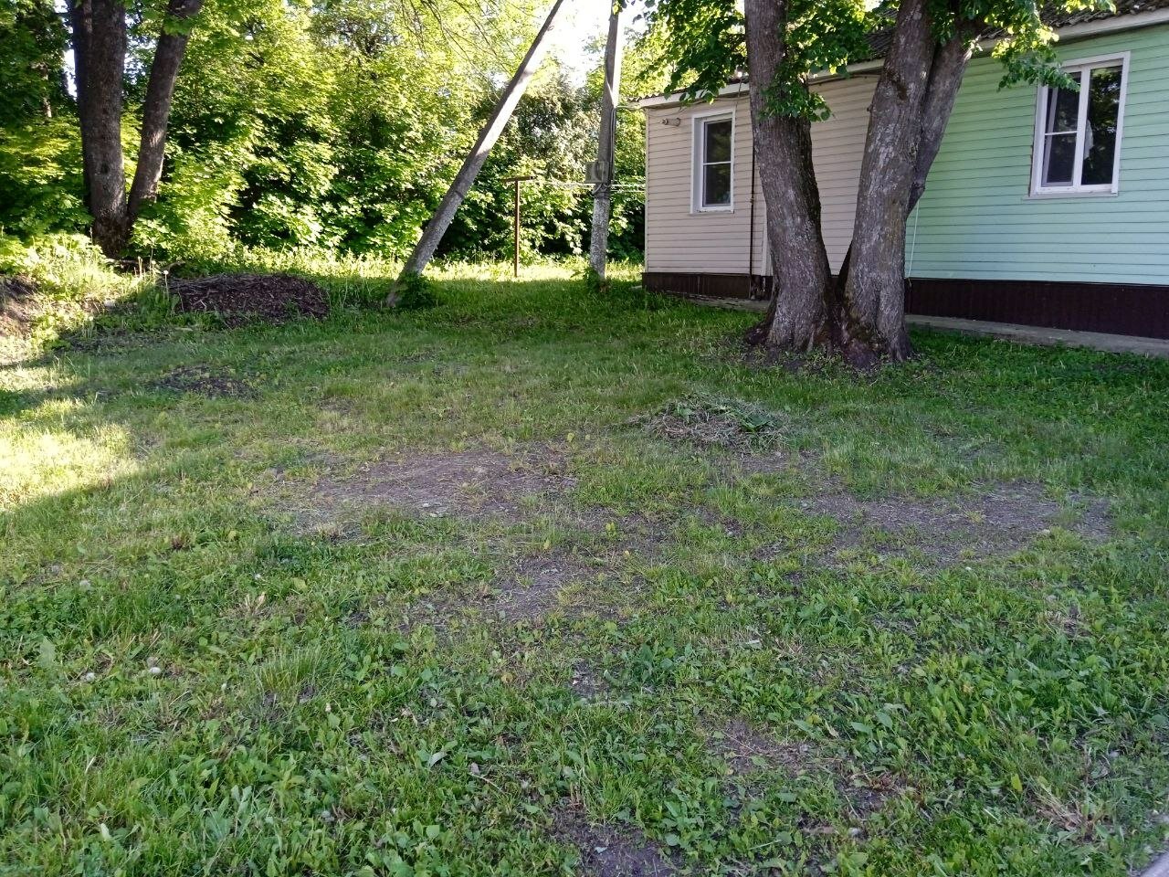 Фото Базилик