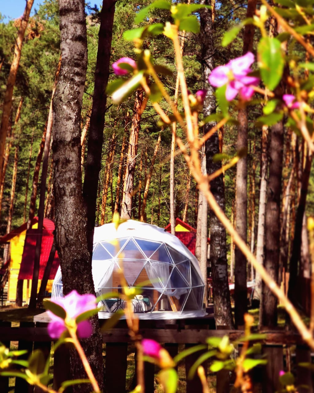 Фото Купольная база Royal Forest