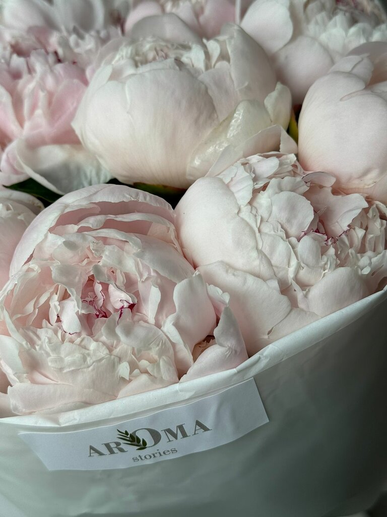 Инкогнито 3443