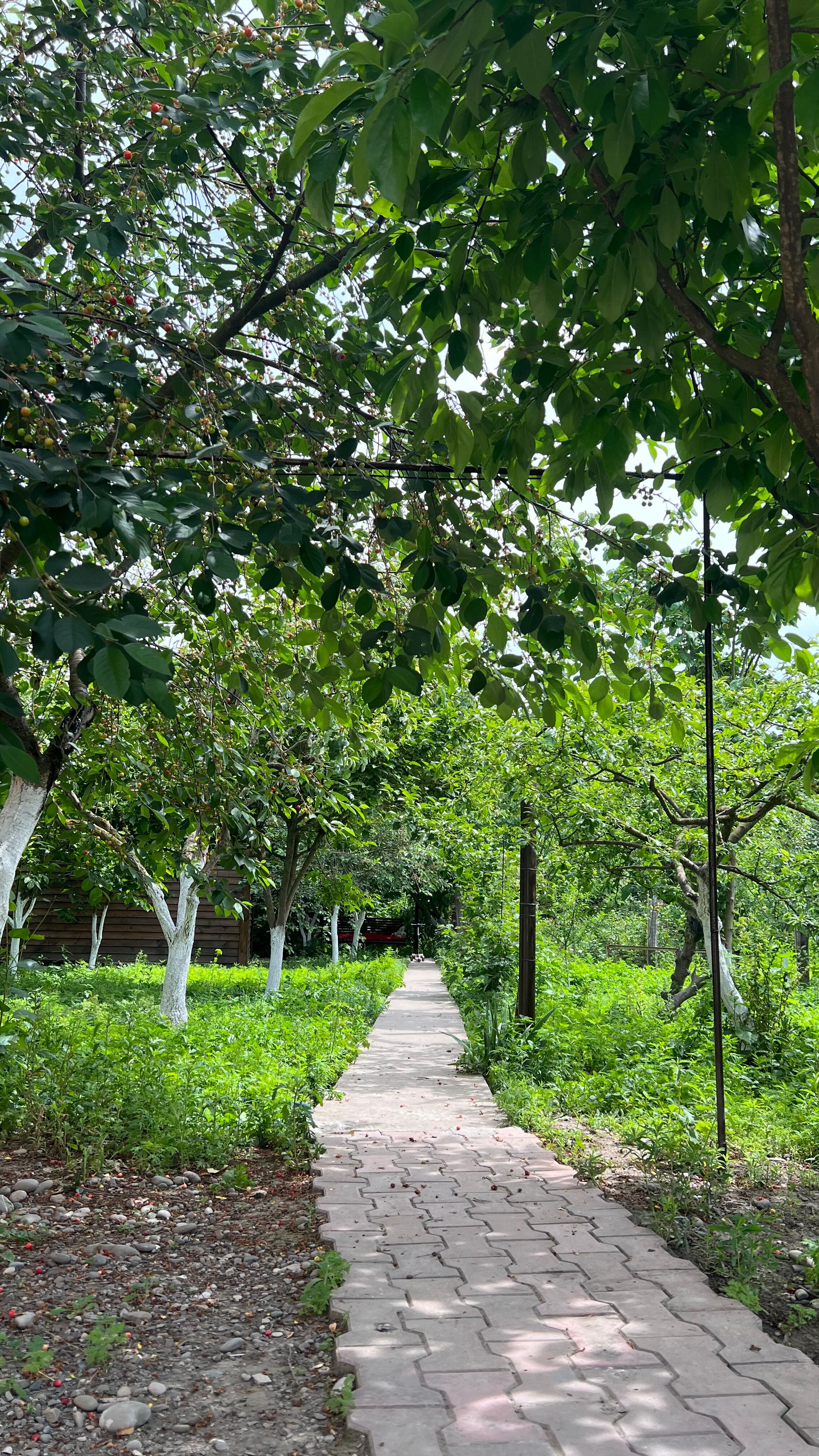 Фото Самурская Жемчужина