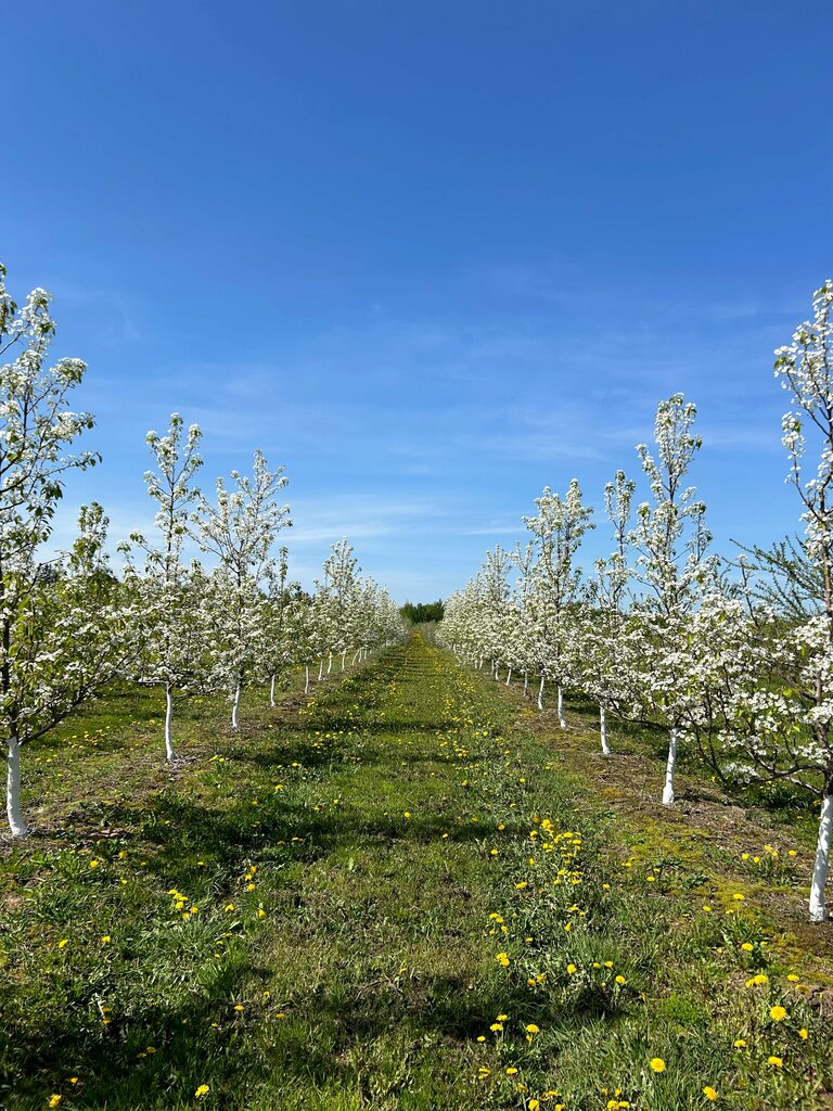 Agricultural goods Спадчина-Нива, Minsk District, photo